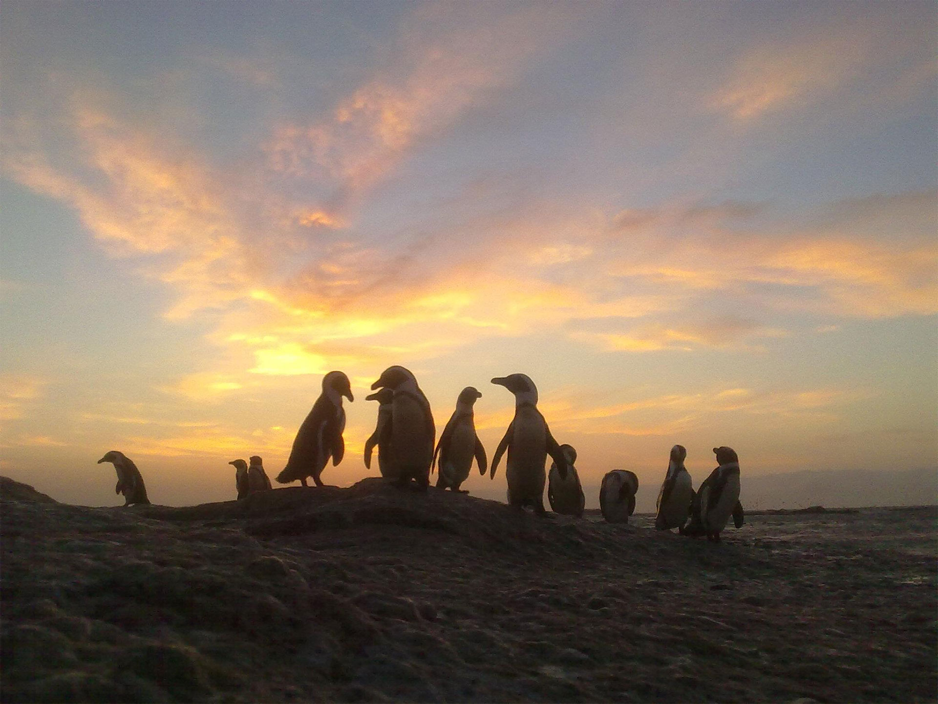Boulders Beach Hotel Penguins